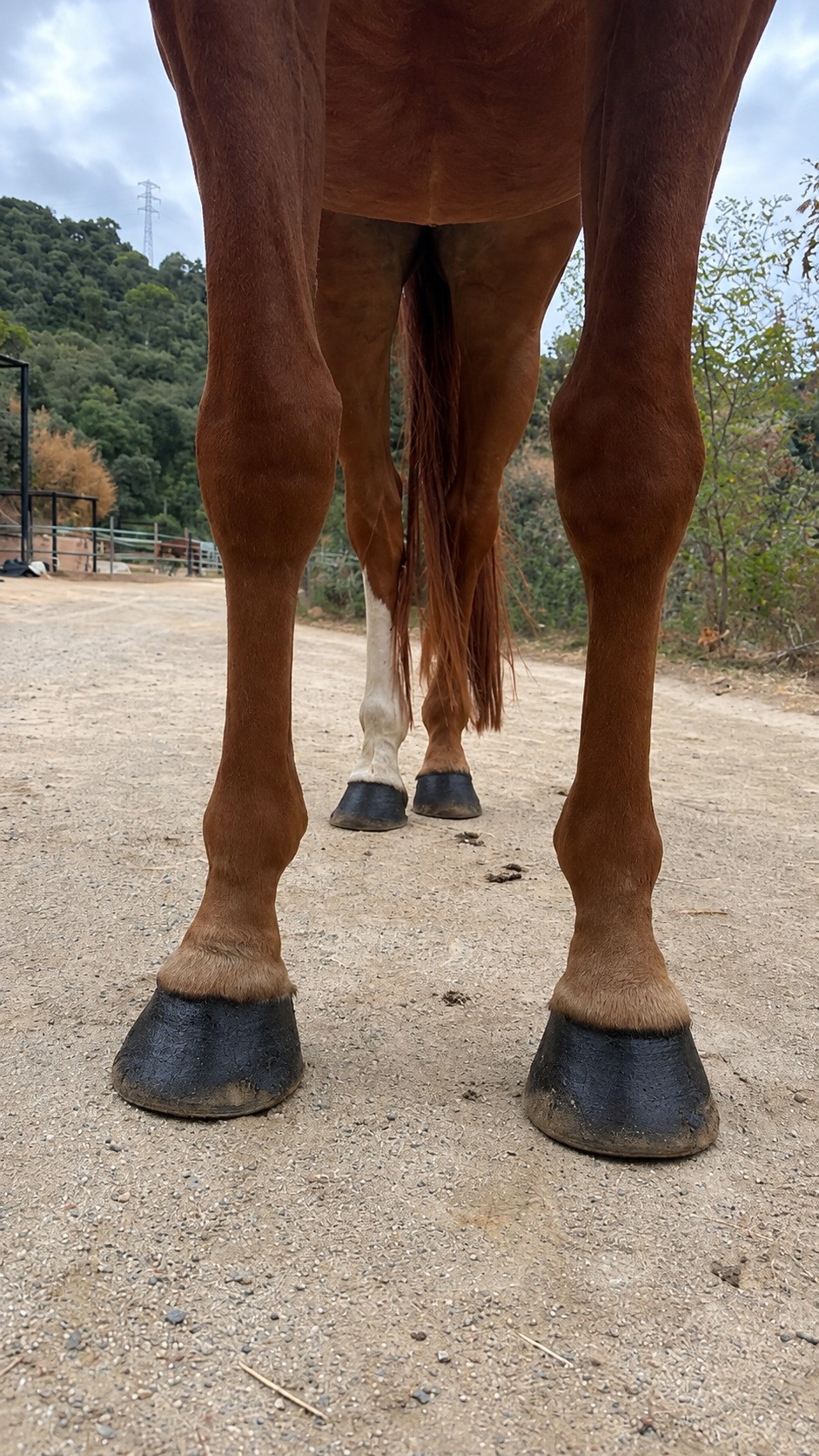 horse